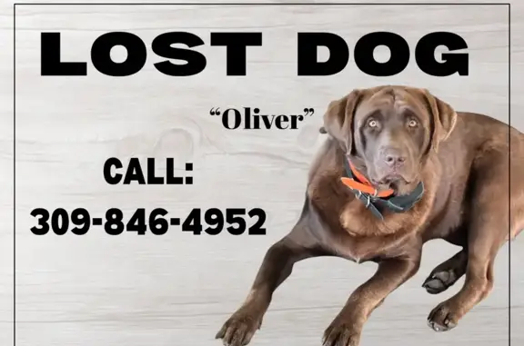 Lost: 115lb Chocolate Lab in Downs, IL