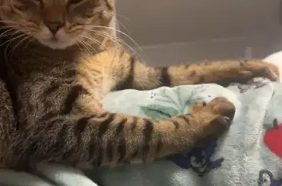 Friendly Brown Tabby Lost on Prospect St