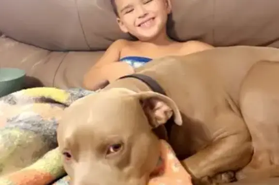 Lost Light Brown Pitbull on Forest Ave