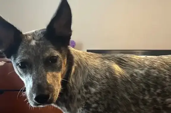 Lost Dog: Korra, Skittish Shepherd Mix