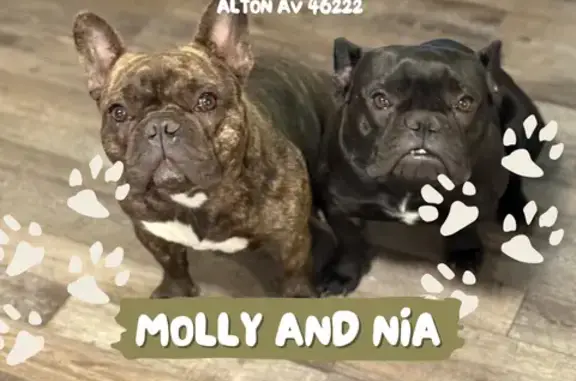 Lost Dogs: Molly & Nia in Indianapolis