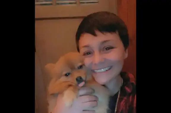Lost Tiny Fox-Like Dog Near Waffle House