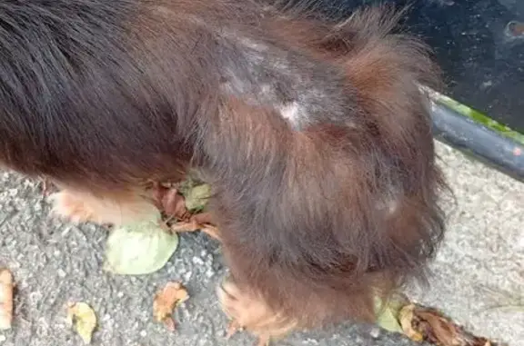 Animaux trouvés Saint-Gaudens, photo: Chihuahua trouvé rue Maurice Sarraut