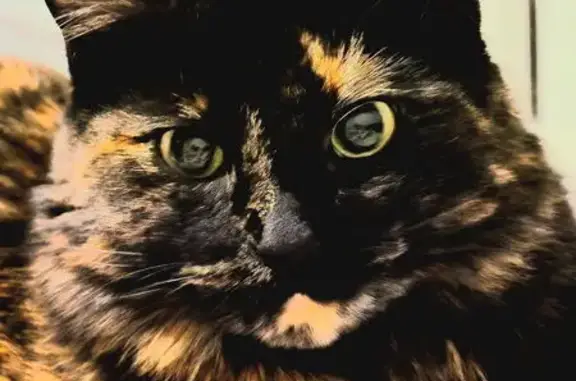 Lost Tortoiseshell Cat: October, Potranco Rd