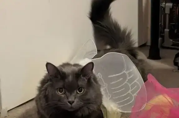 Lost Grey Cat: Friendly, Green-Eyed in 6138