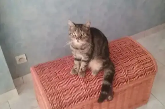 Chat tigré perdu, pucé, craintif et câlin - photo