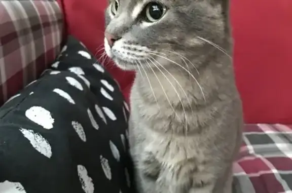 Chat trouvé , photo: Chat gris clair trouvé à Bélesta