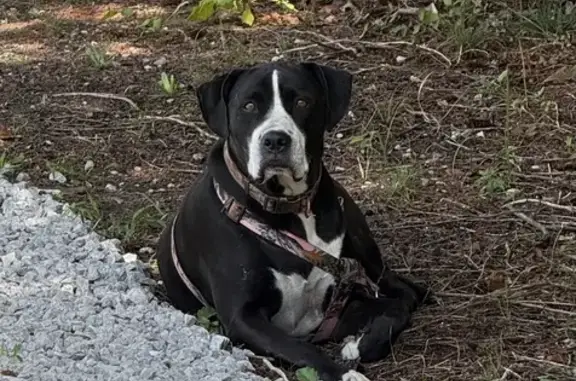 Lost Dog Found: Pink Camo Coll...