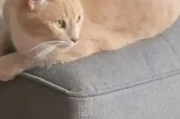 Friendly Beige Tabby Lost on Albert St