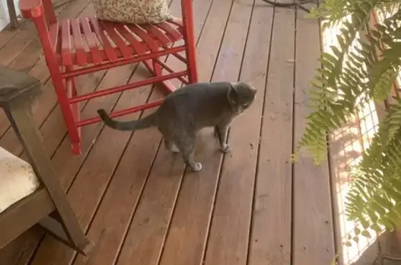 Lost Sweet Gray Cat in Woodstock, GA