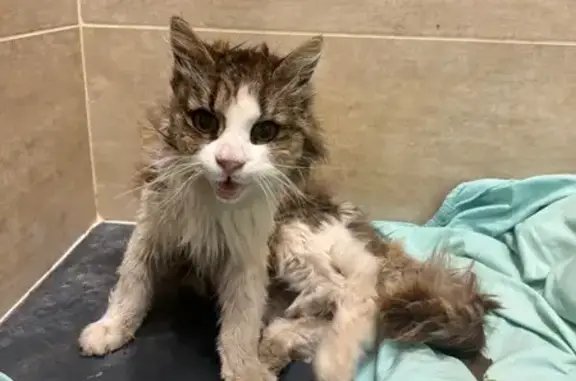 Animaux trouvés , photo: Chat trouvé à Jeuxey, Grand Est