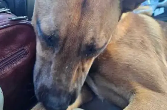 Animaux trouvés Maraussan, photo: Chienne marron trouvée à Maraussan
