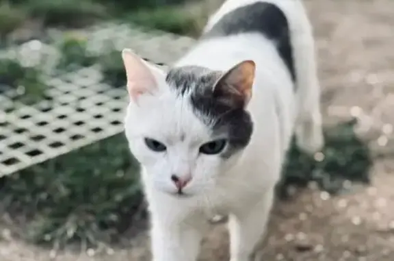 Chat perdu à Mondreville : Izumi disparu - photo