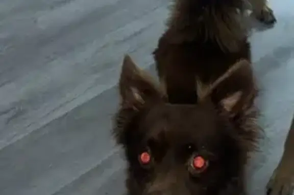 Lost Dog: Fluffy, Curly Tail, Loves Treats!