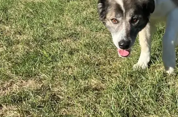 Found: Medium Female Dog in Ga...