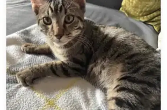 Animaux trouvés , photo: Chaton trouvé, très affectueux à Viuz-en-Sallaz