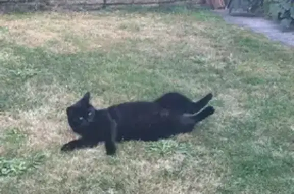 Lost Fluffy Cat in Brunswick P...