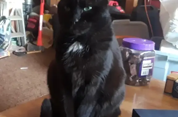 Lost Senior Cat: Black with Green Eyes