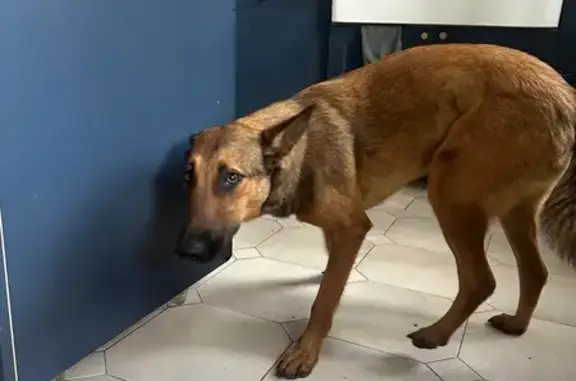 Animaux trouvés Condom, photo: Jeune malinois femelle trouvée à Condom