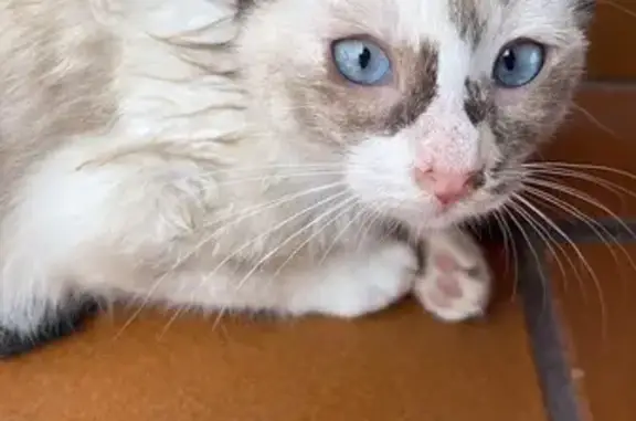 ¡Gatita Perdida! Blanca y Gris...
