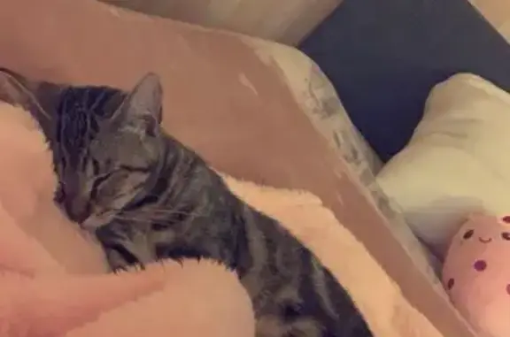 Chat tigre perdu, femelle stérilisée - photo