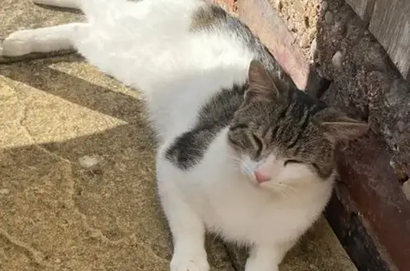 Lost Cat Alert: White & Tabby on Bleak Hill