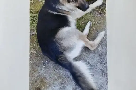 Perro perdido en Bribes: Tamaño medio, con chip