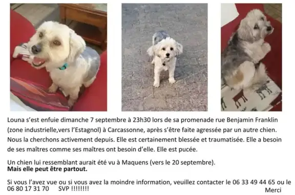 Chien perdue: Louna, craintive, Carcassonne - photo