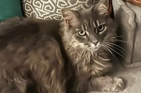 Help Find Ash: Missing Manx Cat