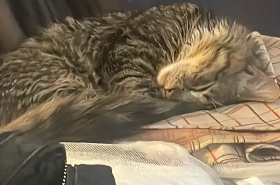 Lost 1-Year-Old Tabby: Nicollet Ave S