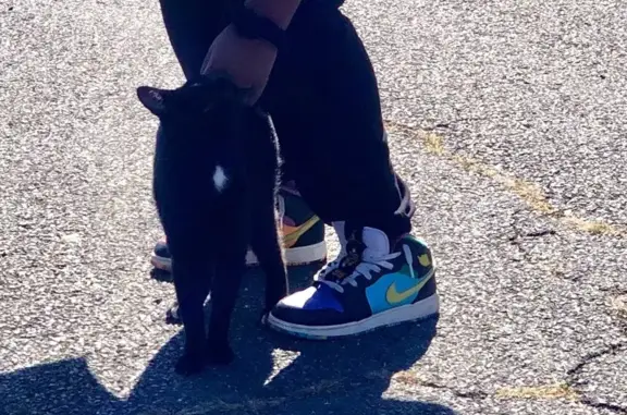 Found cat Hartford, photo: Friendly Black Cat Found on White Street