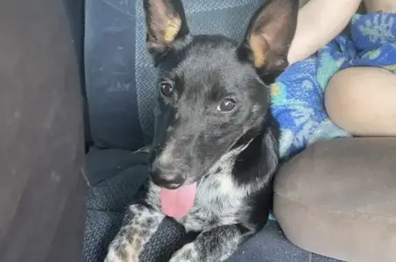 Lost Black Heeler Pup Near I-45, Spring