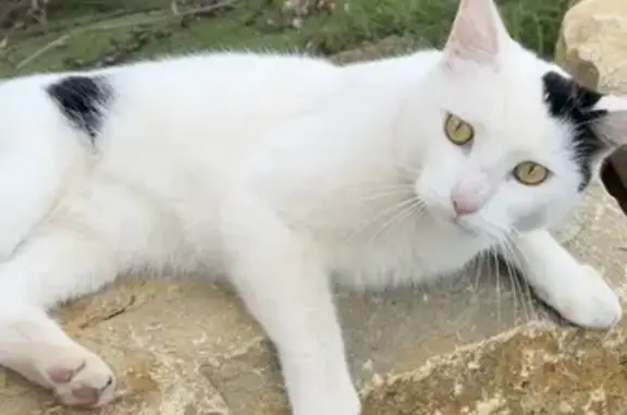 Chat noir et blanc errant à Meyreuil - photo