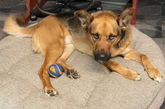 Lost: Friendly Brown/Black Malinois Mix