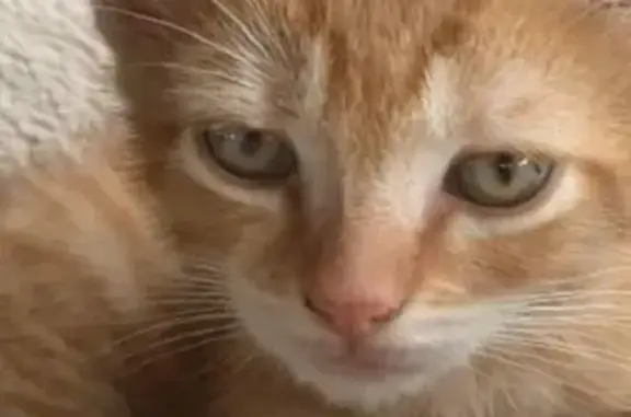 Chat roux tigré perdu à Saint-Gérand-le-Puy - photo