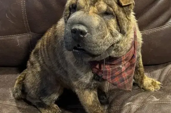 Lost Shy Shar Pei: Brown w/ Black Spots