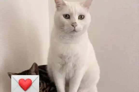 Chat perdu, Nevers, photo: Chat perdu Plume, verts yeux mi-clos
