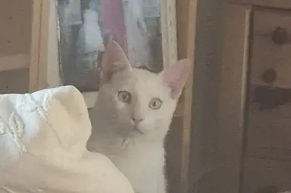 Gato Blanco Perdido: Ayuda a Encontrarlo