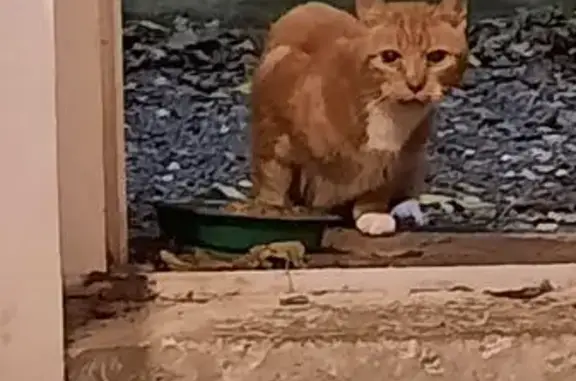 Animaux trouvés Saint-Martin-Boulogne, photo: Chat mâle castré cherche nourriture chez moi