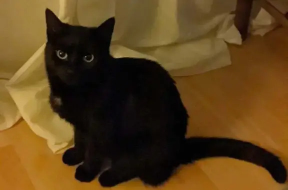 Chatte noire perdue à Angers, ne miaule pas - photo