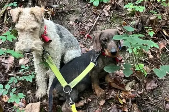 Chien perdu , photo : Fox Terrier perdu, collier rouge, St-Martin