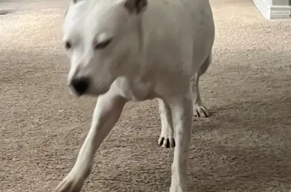 Found dog Houston, photo: Found: Sweet Senior Pitbull in Houston