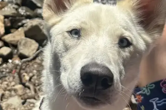 Missing dog Los Angeles, photo: Lost White Husky in LA: Skull Collar