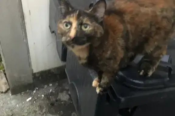 Animaux trouvés , photo: Chatte tricolore soignée trouvée à Saint-Siméon