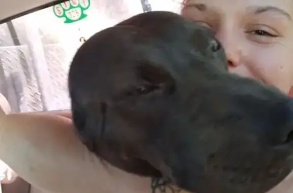Lost Black Lab Mix Service Dog in McHenry
