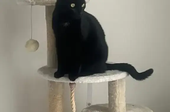 Chat perdu, , photo: Chat noir Milow perdu à Pléchâtel