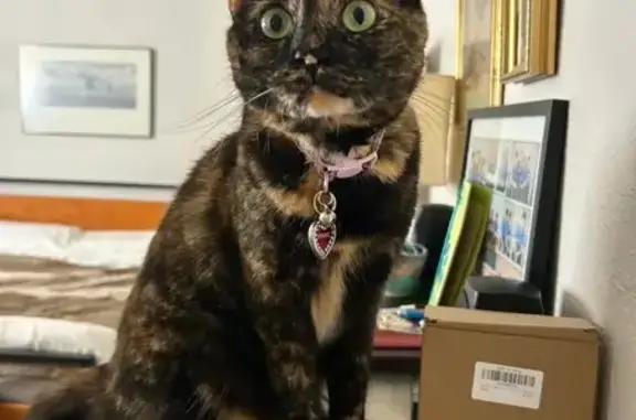 Lost Tortoiseshell Cat: Minnie in Tempe