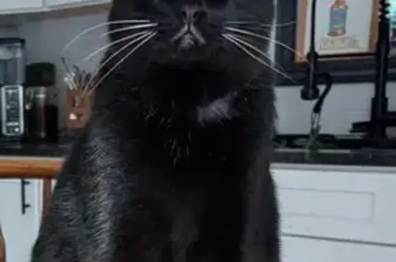 Friendly Vocal Cat Lost on White Oak Dr