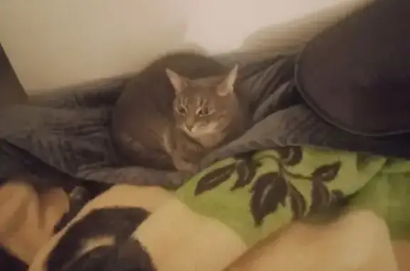 Lost Grey Cat: Answers to Butter/Buttercup