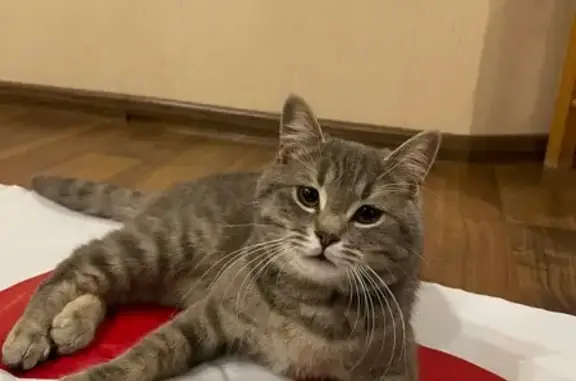 Зник сірий шотландський кіт у...